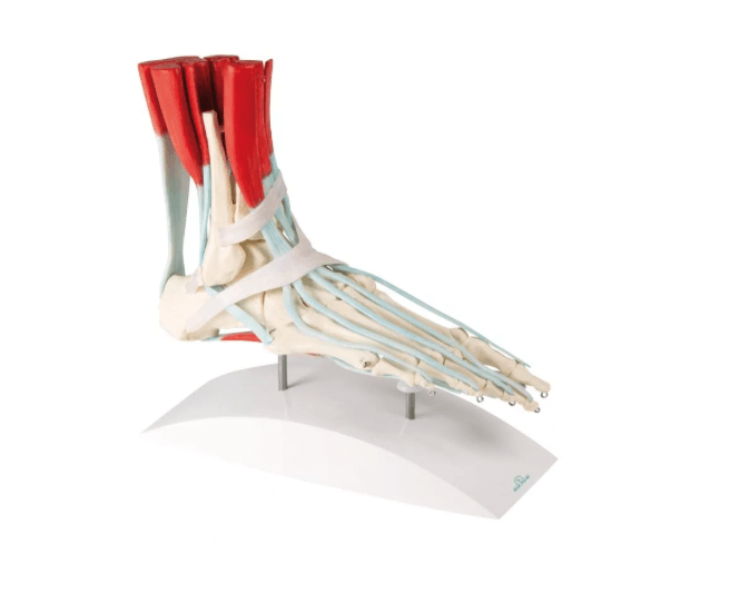 Fußskelett mit Sehnenapparat – lebensgroßes Modell zur Darstellung muskulärer und ligamentärer Strukturen - Erler - Zimmer